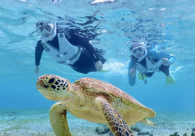 ウミガメ　シュノーケリング