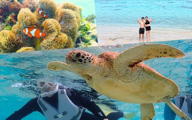 ウミガメ　シュノーケリング