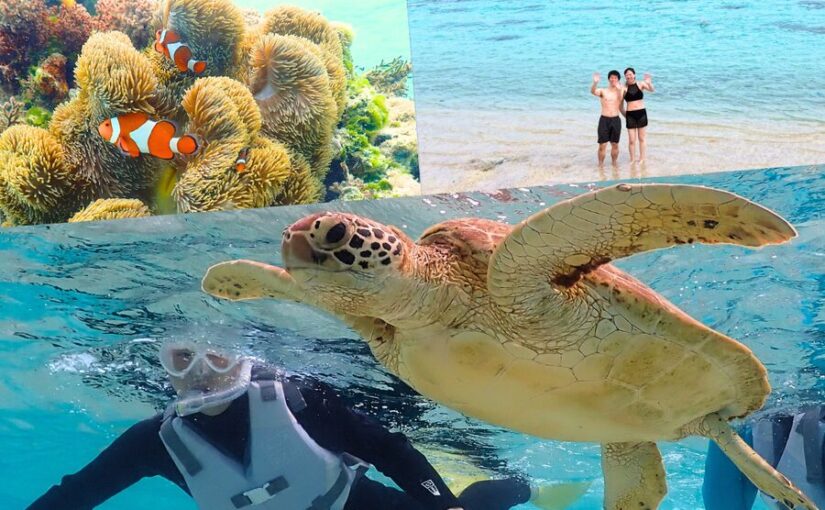 ウミガメ　シュノーケリング