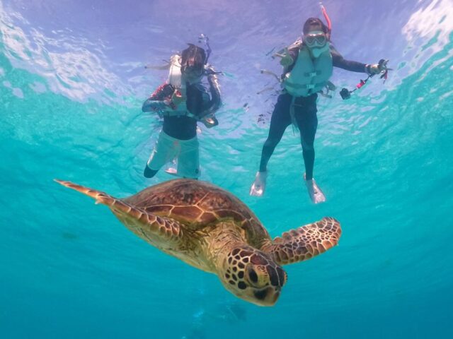 八重干瀬シュノーケリング 八重干瀬・青の洞窟開催の人気ツアー