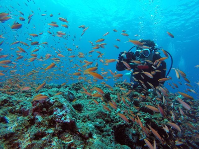 ダイビング　熱帯魚