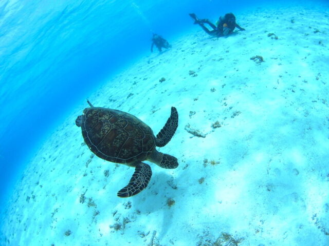 sea turtle
