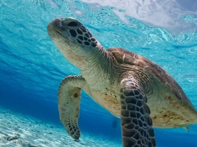 八重干瀬 ウミガメ