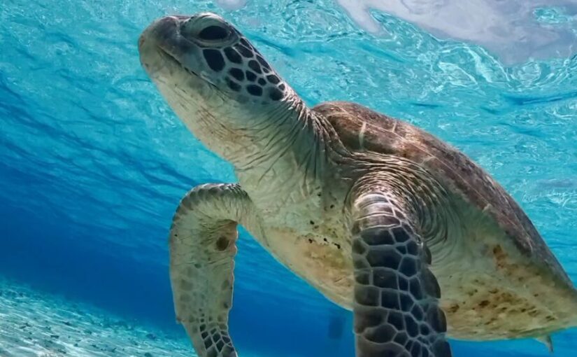 Yaese Sea Turtles