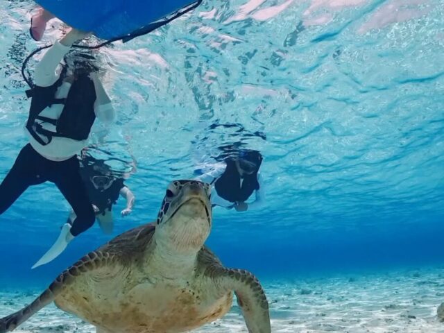 Sea Turtles and Snorkeling