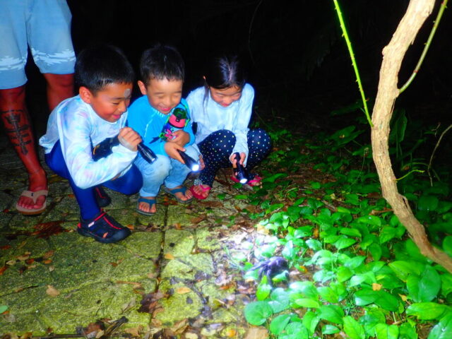 Night Tour: Coconut Crabs