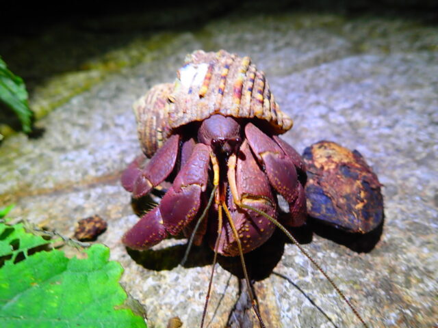 ナイトツアー ヤシガニ