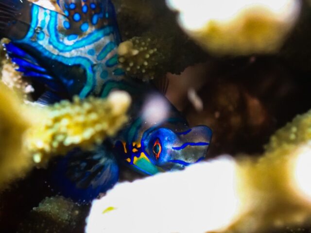 Night Diving, Recreational Diving