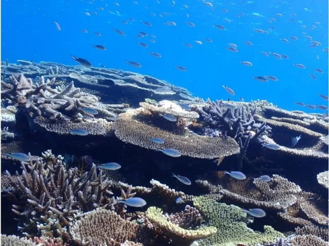 宮古島の海に広がる美しいサンゴ礁と魚の群れ