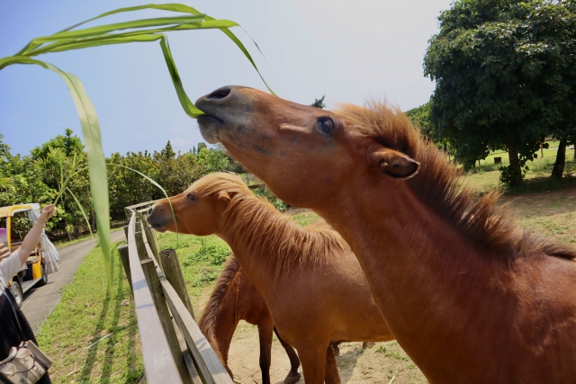まいぱり宮古島熱帯果樹園でエサやり体験
