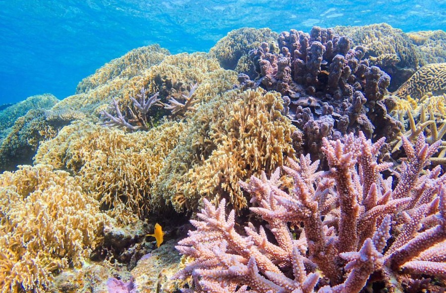 【宮古島/下地島/約2.5時間】リアル天然水族館に感動☆ビーチ体験ダイビング＆シュノーケリング午前コース＜EnglishOK/10歳～80歳参加OK/写真無料＞（No.865）