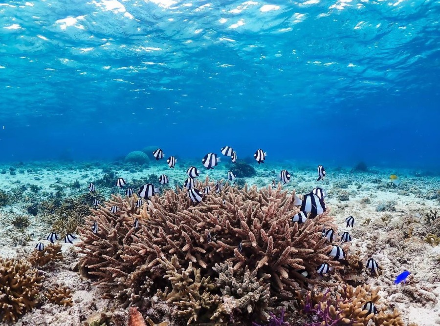 【宮古島/下地島/約2.5時間】リアル天然水族館に感動☆ビーチ体験ダイビング＆シュノーケリング午前コース＜EnglishOK/10歳～80歳参加OK/写真無料＞（No.865）