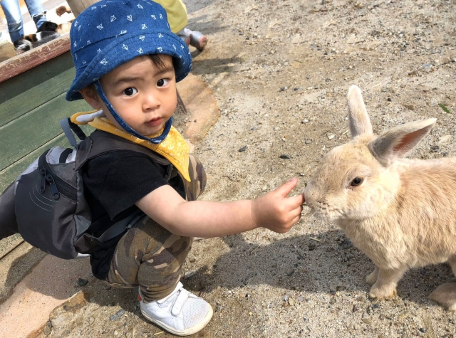 宮古島ふれあい体験の魅力とは？