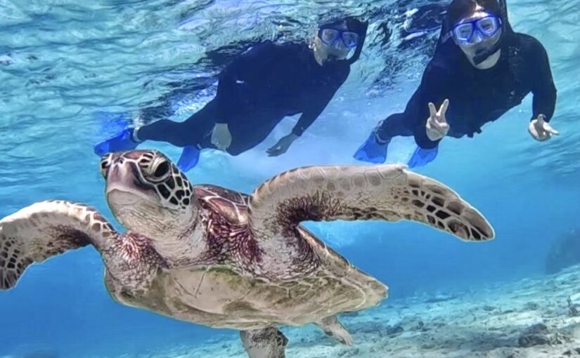 ウミガメシュノーケリング
