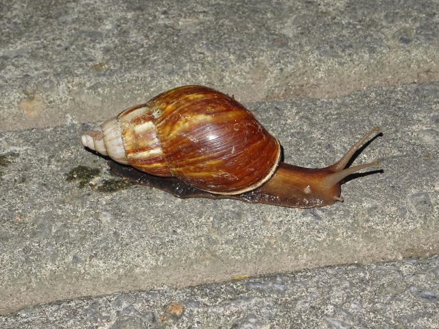 アフリカマイマイ