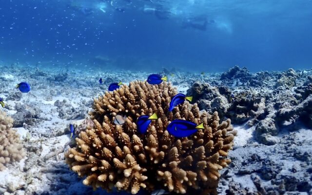 宮古島の海を泳ぐシュノーケリング体験