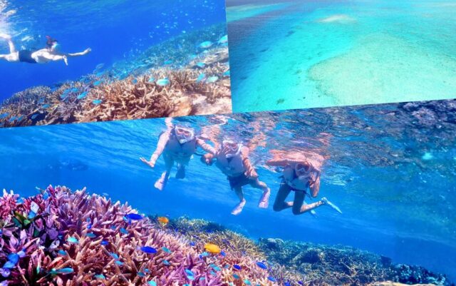 八重干瀬　ウミガメ　シュノーケリング