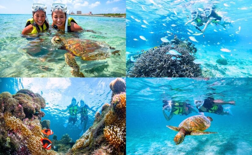 ウミガメ　シュノーケリング