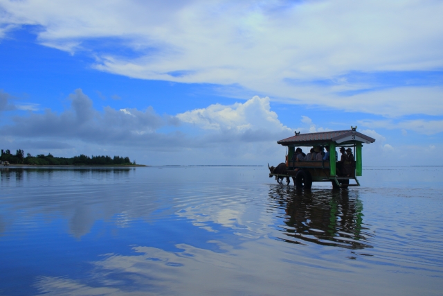 海　沖縄　水牛　渡る