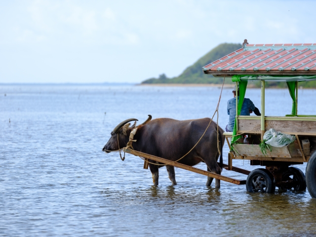 水牛車　島