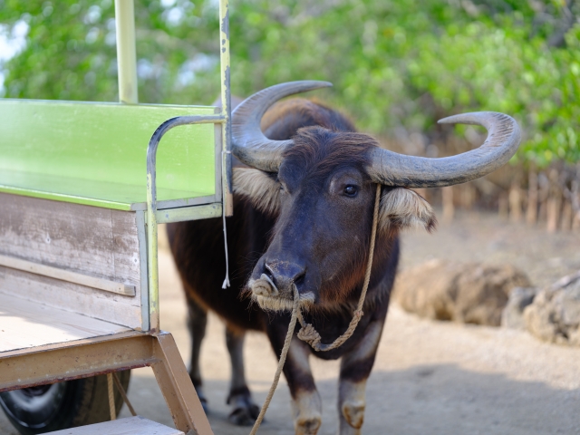 水牛　ゆったり　過ごす