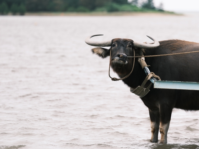 水牛　体験