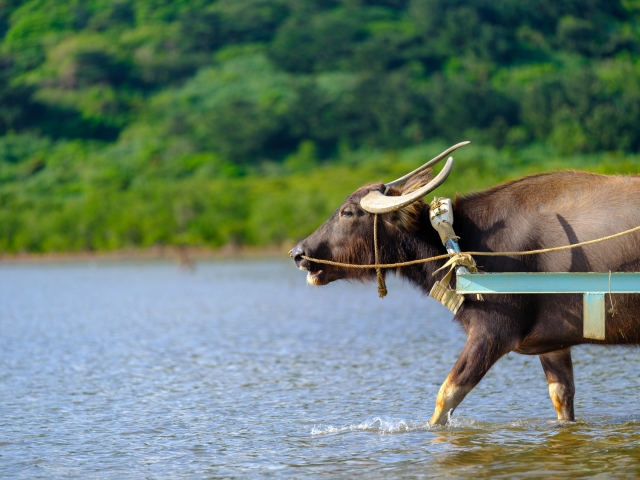 水牛　体験