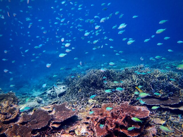 宮古島　魚　大群