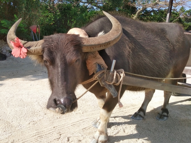 水牛　体験