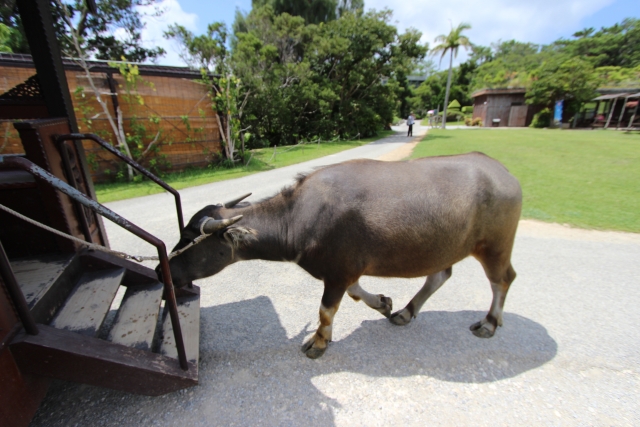 ビオスの丘　沖縄
