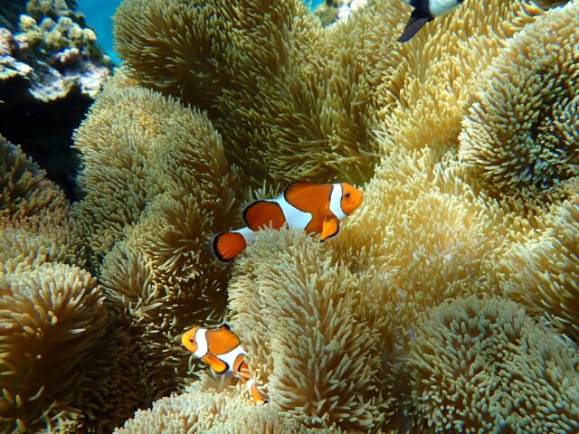カクレクマノミ　宮古島