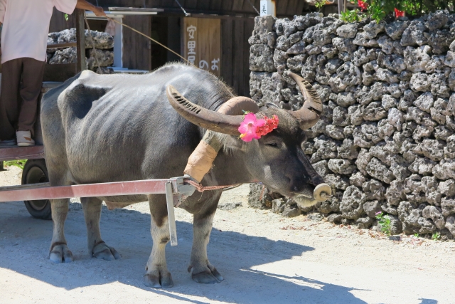 水牛　体験