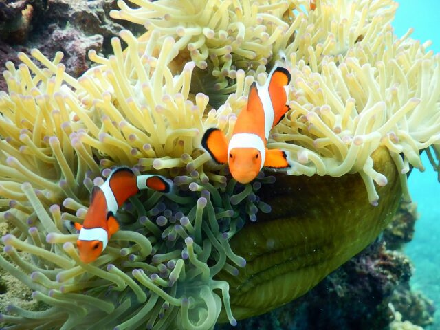 宮古島　カクレクマノミ