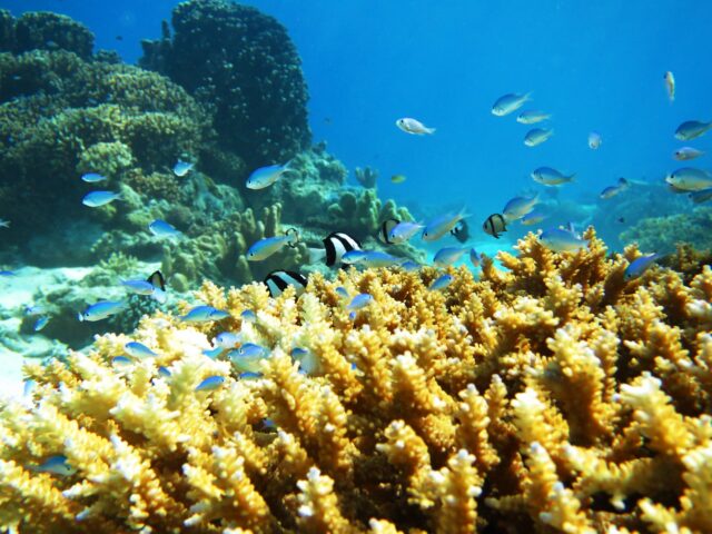 宮古島　サンゴ　熱帯魚