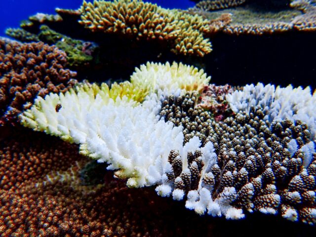 サンゴ　白化