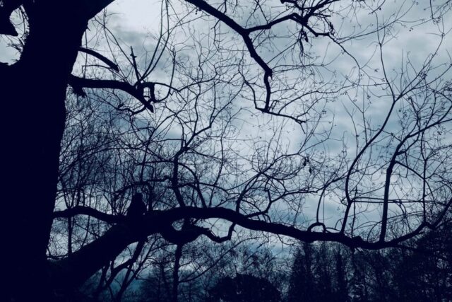 夜　森　木　不気味