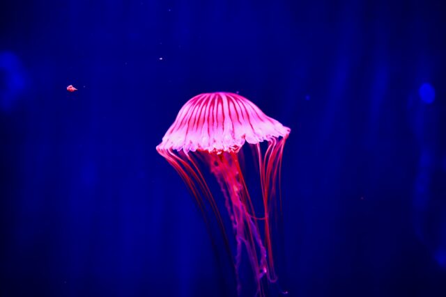 クラゲ