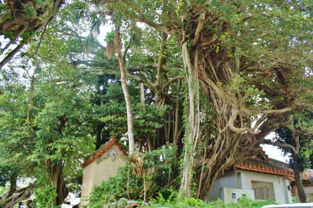 漲水御嶽　ガジュマル