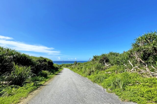 東平安名崎 ガジュマル