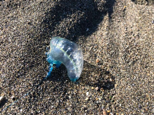 カツオノエボシがビーチに打ち上げられている