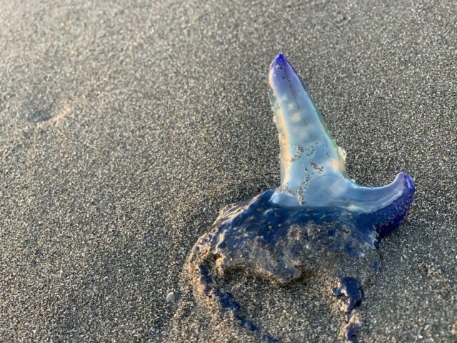 カツオノエボシ