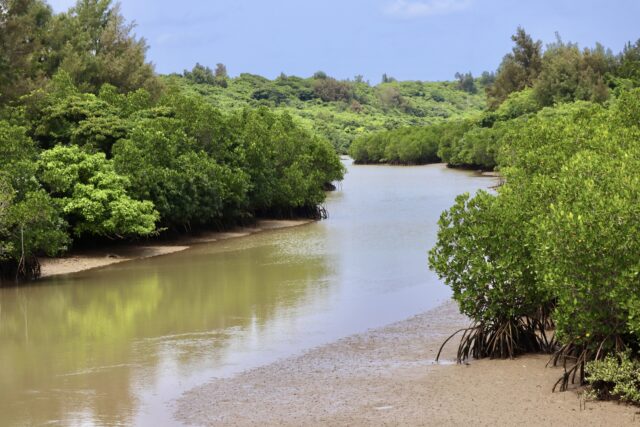 島尻マングローブ林