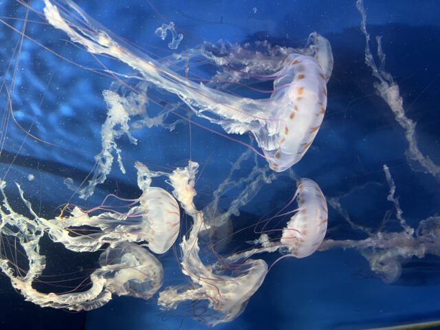 クラゲ　大群