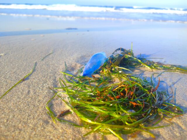 カツオノエボシがビーチに打ち上げられている