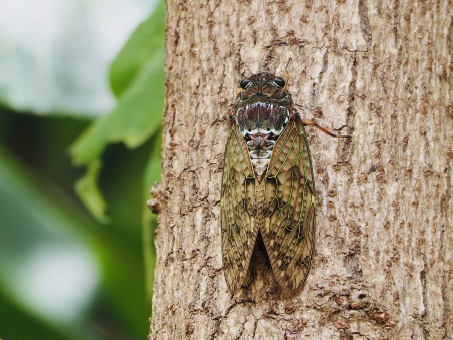 リュウキュウアブラゼミ