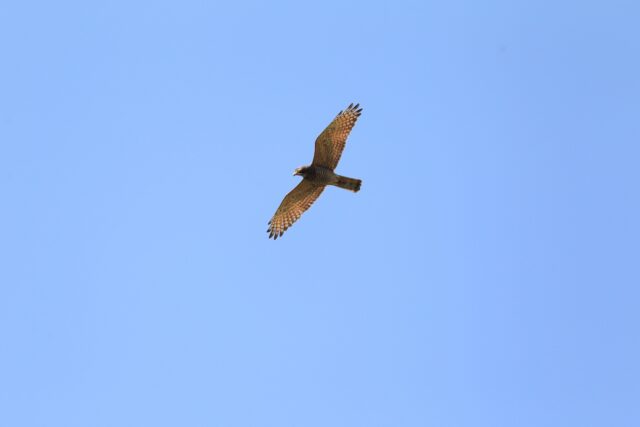 サシバ　野鳥