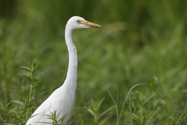チュウサギ　野鳥