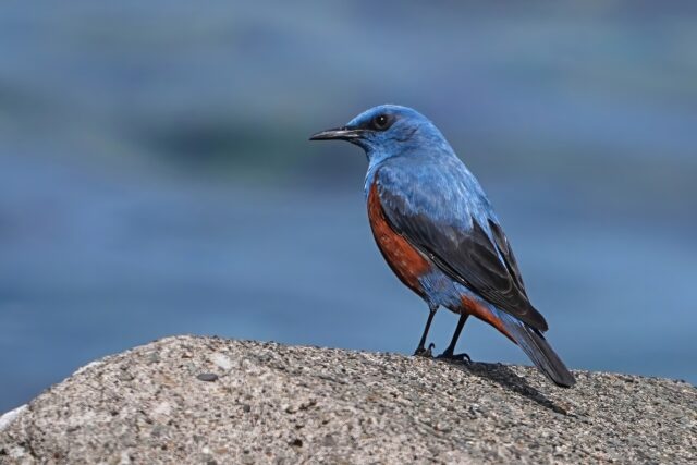 イソヒヨドリ　野鳥