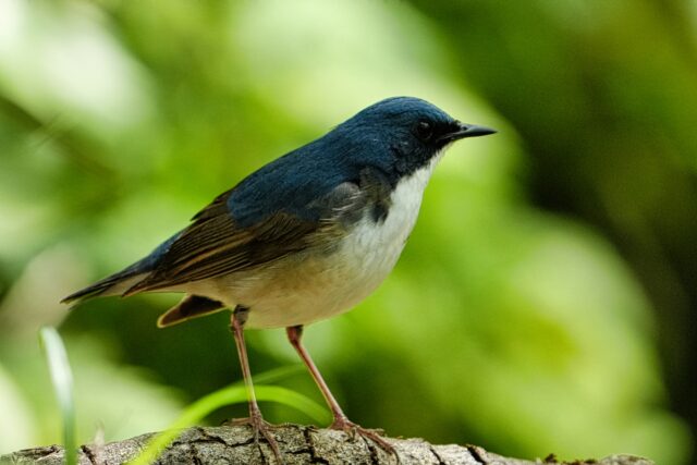 コルリ　野鳥