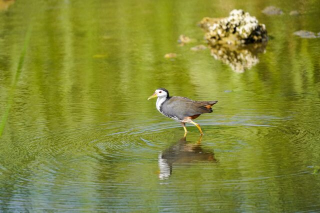 シロハラクイナ　野鳥